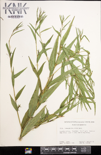 Ludwigia decurrens image