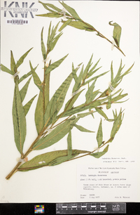 Ludwigia decurrens image