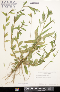 Ludwigia decurrens image