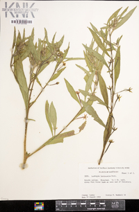 Ludwigia leptocarpa image