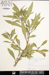 Ludwigia leptocarpa image