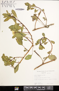 Ludwigia peploides image