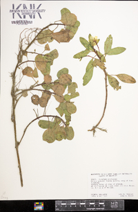 Ludwigia peploides image