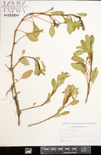 Ludwigia peploides image