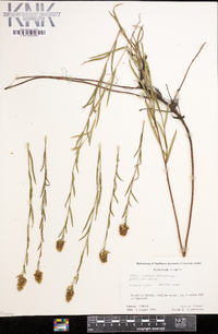 Ludwigia suffruticosa image