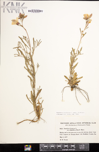 Oenothera fruticosa subsp. fruticosa image