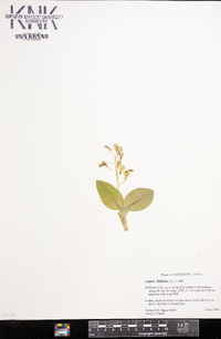 Liparis liliifolia image