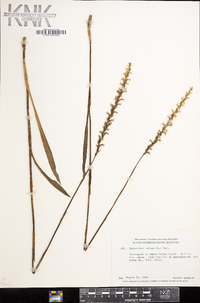 Spiranthes cernua image