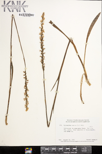 Spiranthes cernua image