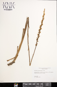 Spiranthes vernalis image