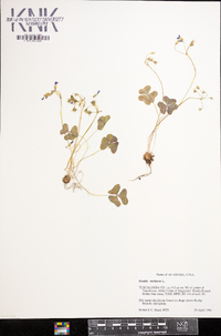 Oxalis violacea image