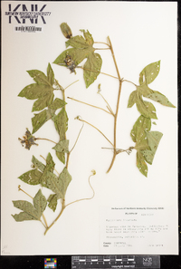 Passiflora incarnata image