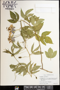 Passiflora incarnata image