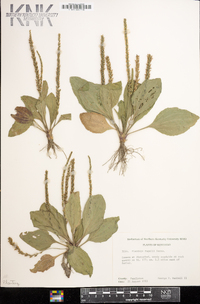 Plantago rugelii image