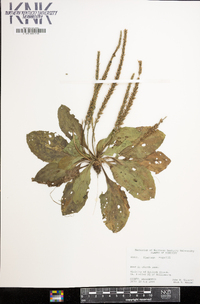 Plantago rugelii image