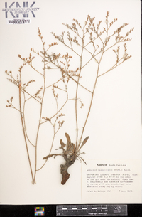 Limonium carolinianum image