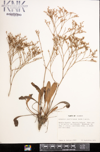 Limonium carolinianum image