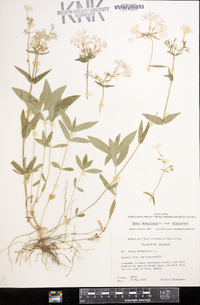 Phlox divaricata subsp. divaricata image