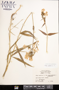 Phlox glaberrima image