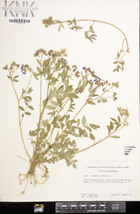 Polemonium reptans image