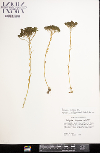 Polygala ramosa image