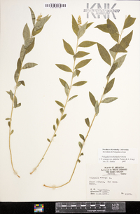 Polygala senega image