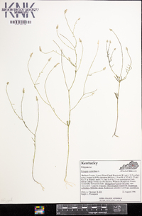 Polygala verticillata image