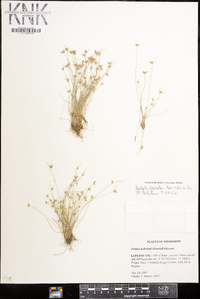 Isolepis carinata image