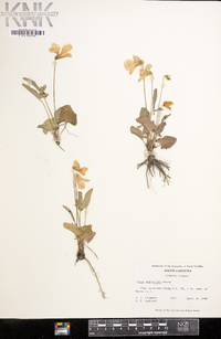 Viola septemloba image