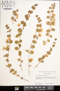 Lysimachia nummularia image