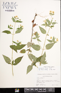 Lysimachia tonsa image