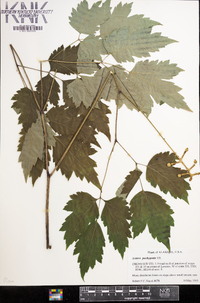 Actaea pachypoda image