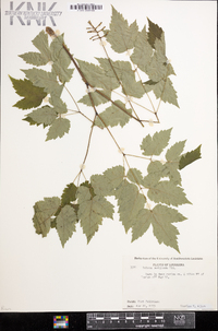 Actaea pachypoda image