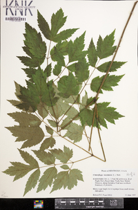 Actaea racemosa image