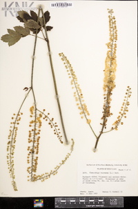 Actaea racemosa image