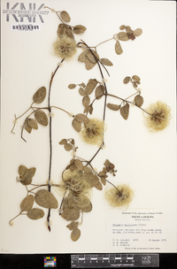 Clematis reticulata image