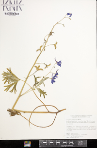 Delphinium tricorne image