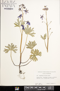 Delphinium tricorne image