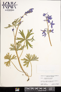 Delphinium tricorne image