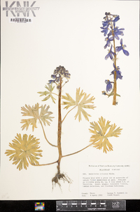 Delphinium tricorne image