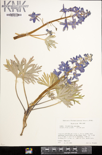 Delphinium tricorne image