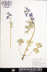 Delphinium tricorne image