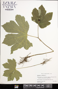 Hydrastis canadensis image