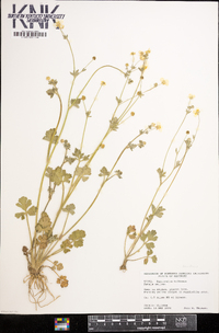 Ranunculus bulbosus image