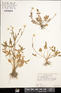 Ranunculus hispidus var. marilandicus image