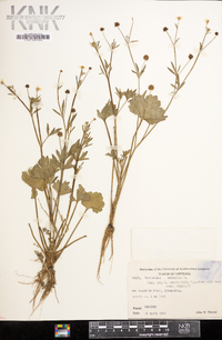 Ranunculus muricatus image