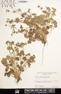 Ranunculus parviflorus image