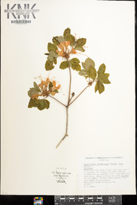 Rhododendron calendulaceum image