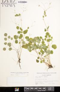 Thalictrum mirabile image