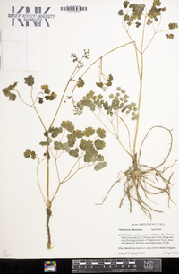 Thalictrum dioicum image